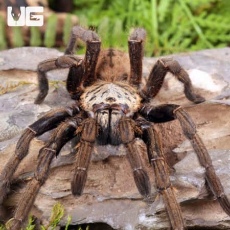 Nhen Dep Earth Tiger Tarantula (Ornithoctoninae sp. "Nhen Dep") For Sale - Underground Reptiles