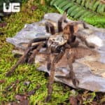 Nhen Dep Earth Tiger Tarantula (Ornithoctoninae sp. "Nhen Dep") For Sale - Underground Reptiles