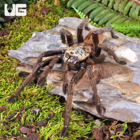 Nhen Dep Earth Tiger Tarantula (Ornithoctoninae sp. "Nhen Dep") For Sale - Underground Reptiles