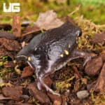 Power's Rain Frogs (Breviceps poweri) For Sale - Underground Reptiles