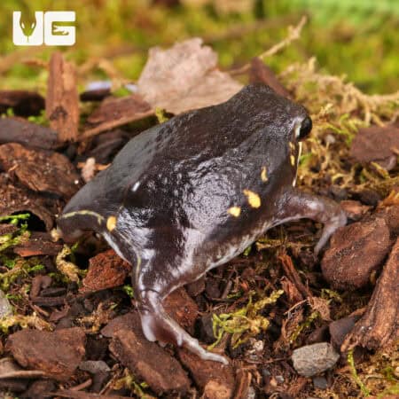 Power's Rain Frogs (Breviceps poweri) For Sale - Underground Reptiles