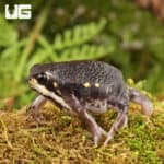 Power's Rain Frogs (Breviceps poweri) For Sale - Underground Reptiles