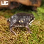 Power's Rain Frogs (Breviceps poweri) For Sale - Underground Reptiles