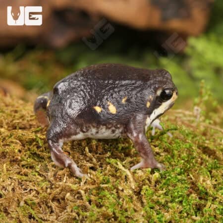 Power's Rain Frogs (Breviceps poweri) For Sale - Underground Reptiles