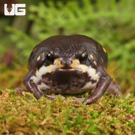 Power's Rain Frogs (Breviceps poweri) For Sale - Underground Reptiles