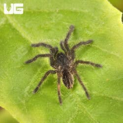 Purple Earth Tiger For Sale - Underground Reptiles