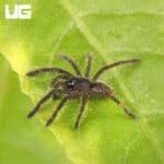 Purple Earth Tiger For Sale - Underground Reptiles