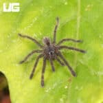 Purple Earth Tiger For Sale - Underground Reptiles