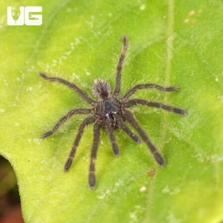 Purple Earth Tiger For Sale - Underground Reptiles