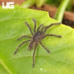 Purple Earth Tiger For Sale - Underground Reptiles