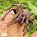 Purple Zebra Tarantula (2 - 3") for sale - Underground Reptiles