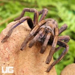 Purple Zebra Tarantula (2 - 3") for sale - Underground Reptiles