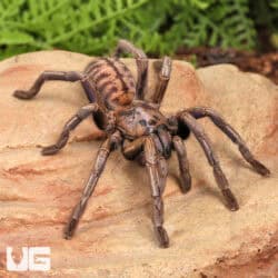 Purple Zebra Tarantula (2 - 3") for sale - Underground Reptiles