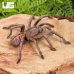 Purple Zebra Tarantula (2 - 3") for sale - Underground Reptiles