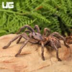 Purple Zebra Tarantula (2 - 3") for sale - Underground Reptiles