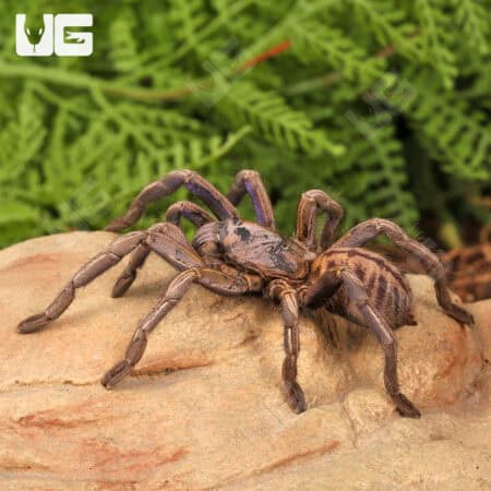 Purple Zebra Tarantula (2 - 3") for sale - Underground Reptiles