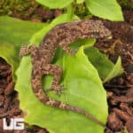 Santana Bent Toed Geckos For Sale - Underground Reptiles