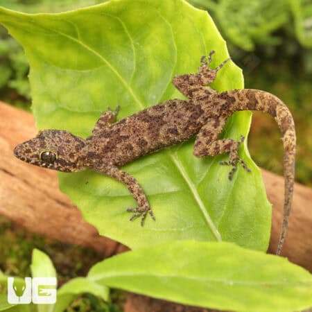 Santana Bent Toed Geckos For Sale - Underground Reptiles