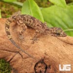 Santana Bent Toed Geckos For Sale - Underground Reptiles