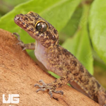 Santana Bent Toed Geckos For Sale - Underground Reptiles