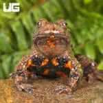 Small Webbed Bell Toads For Sale - Underground Reptiles