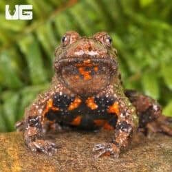 Small Webbed Bell Toads For Sale - Underground Reptiles