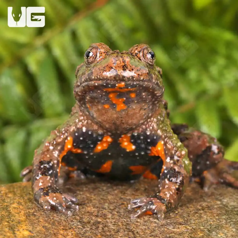Small Webbed Bell Toads For Sale - Underground Reptiles