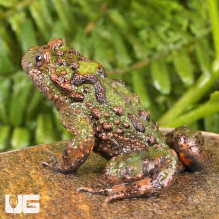 Small Webbed Bell Toads For Sale - Underground Reptiles