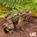 Small Webbed Bell Toads For Sale - Underground Reptiles