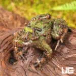 Small Webbed Bell Toads For Sale - Underground Reptiles