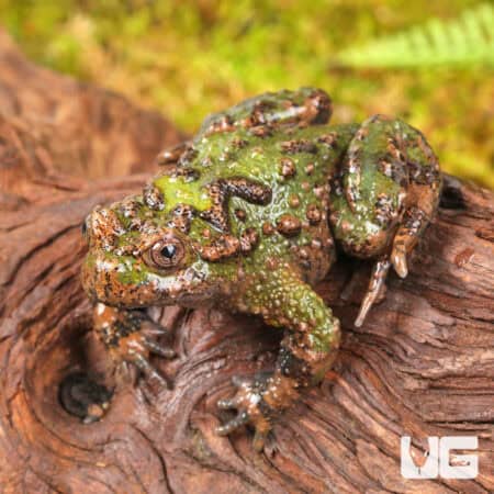 Small Webbed Bell Toads For Sale - Underground Reptiles