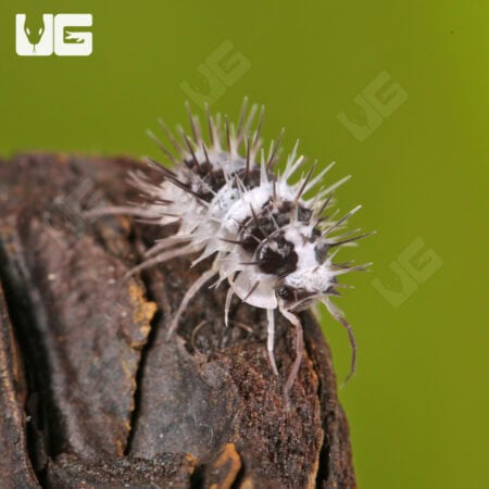 Spiky White Skull Isopods (Laureola sp. "White Skull Spiky") For Sale - Underground Reptiles