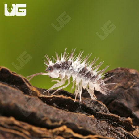 Spiky White Skull Isopods (Laureola sp. "White Skull Spiky") For Sale - Underground Reptiles