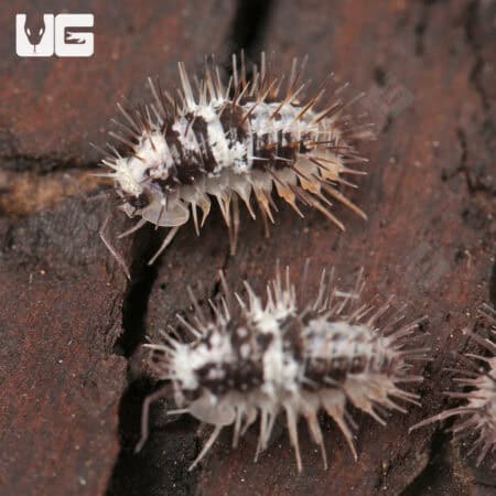 Spiky White Skull Isopods (Laureola sp. "White Skull Spiky") For Sale - Underground Reptiles