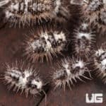 Spiky White Skull Isopods (Laureola sp. "White Skull Spiky") For Sale - Underground Reptiles