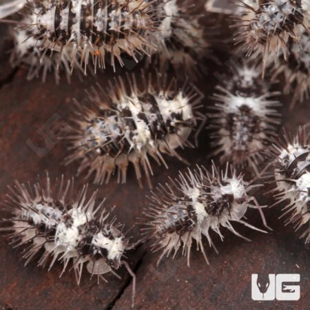 Spiky White Skull Isopods (Laureola sp. "White Skull Spiky") For Sale - Underground Reptiles