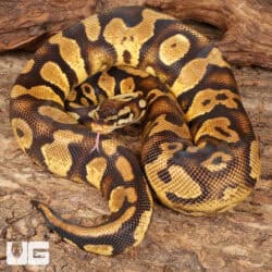 Sub Adult Male Pastel Yellowbelly Ball Python For Sale - Underground Reptiles