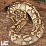 Sub Adult Female Pastave Surge Ball Python For Sale - Underground Reptiles