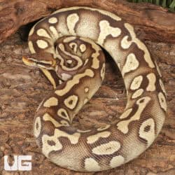 Sub Adult Female Pastave Surge Ball Python For Sale - Underground Reptiles