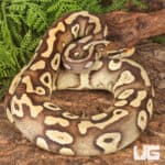 Sub Adult Female Pastave Surge Ball Python For Sale - Underground Reptiles