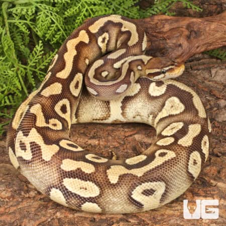 Sub Adult Female Pastave Surge Ball Python For Sale - Underground Reptiles