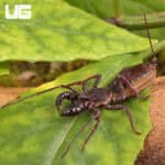 Thai Vinegaroons For Sale - Underground Reptiles