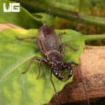 Thai Vinegaroons For Sale - Underground Reptiles