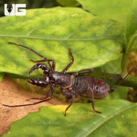 Thai Vinegaroons For Sale - Underground Reptiles