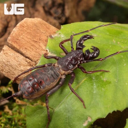 Thai Vinegaroons For Sale - Underground Reptiles