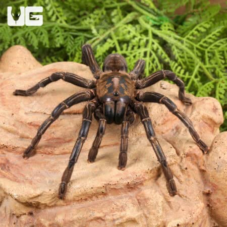 Thailand Zebra Leg Tarantula (Cyriopagopus Albostriatus) For Sale - Underground Reptiles