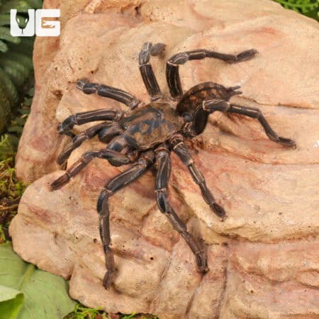 Thailand Zebra Leg Tarantula (Cyriopagopus Albostriatus) For Sale - Underground Reptiles