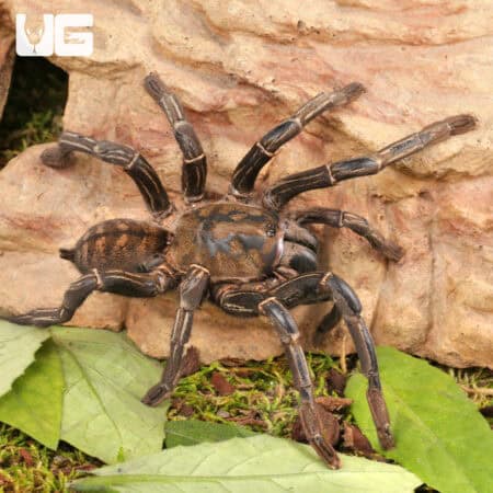 Thailand Zebra Leg Tarantula (Cyriopagopus Albostriatus) For Sale - Underground Reptiles