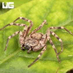 Tomb Crawler Spider (Selenops radiatus) For Sale - Underground Reptiles