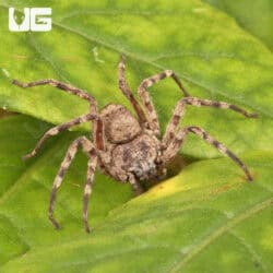 Tomb Crawler Spider (Selenops radiatus) For Sale - Underground Reptiles